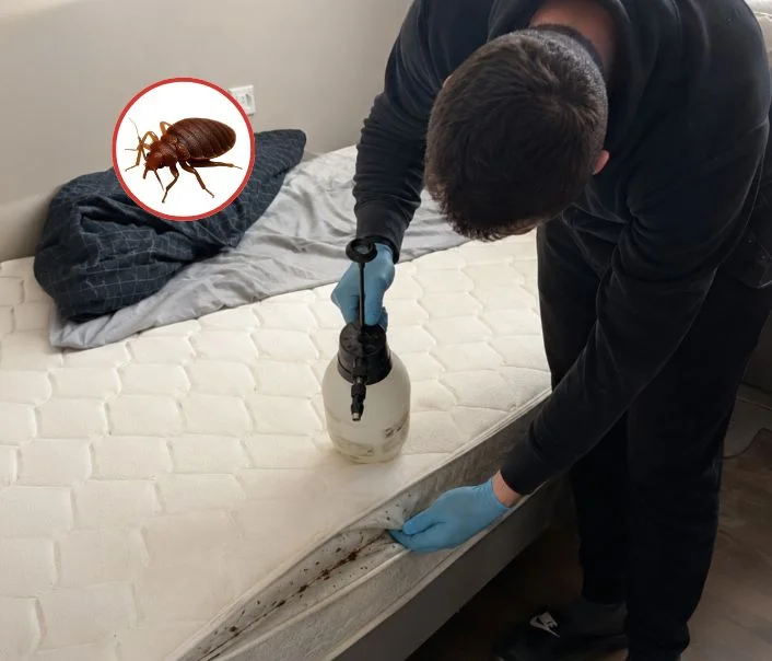 Technicien traitant un matelas contre les punaises de lit à Palaiseau